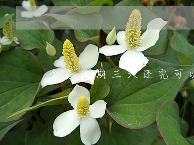 金条逾期三天还完可以再借吗