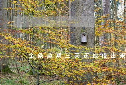 金条逾期三天还能借出来不 金条逾期三天还能借出来不