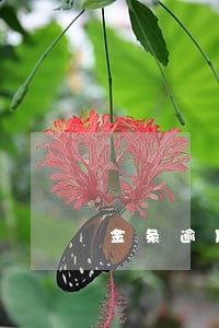 金条逾期三次每次一天