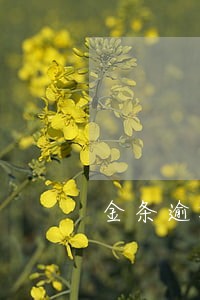 金条逾期三百多发催收 金条逾期三百多发催收