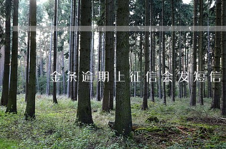金条逾期上征信会发短信吗 金条逾期上征信会发短信吗