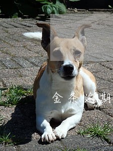 金条逾期上征信还清了 金条逾期上征信还清了