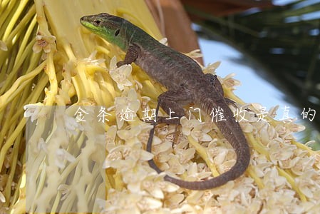 金条逾期上门催收是真的吗