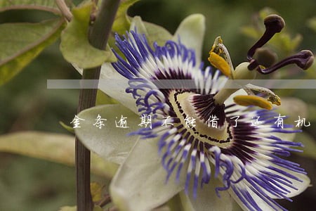金条逾期不能借了还有机会开通吗 金条逾期不能借了还有机会开通吗