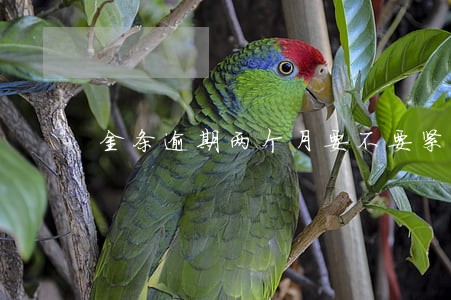 金条逾期两个月要不要紧 金条逾期两个月要不要紧