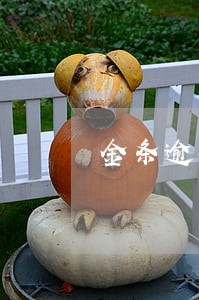 金条逾期两天上征信吗 金条逾期两天上征信吗