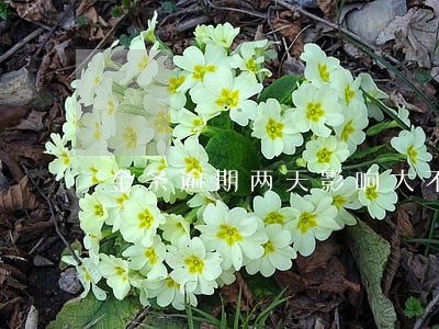 金条逾期两天影响大不大 金条逾期两天影响大不大