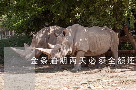 金条逾期两天必须全额还款吗 金条逾期两天必须全额还款吗