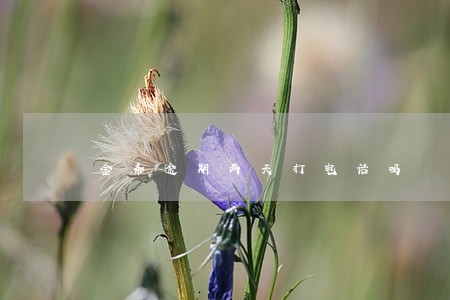 金条逾期两天打电话吗 金条逾期两天打电话吗