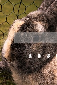 金条逾期两天让一次性还清