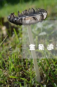 金条逾期两年说要来我家