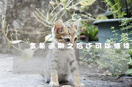 金条逾期之后还可以继续借款吗 金条逾期之后还可以继续借款吗