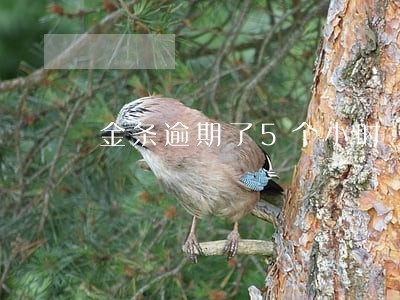 金条逾期了5个小时 金条逾期了5个小时