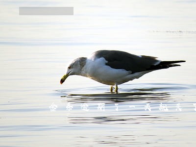 金条逾期了一天就关了 金条逾期了一天就关了