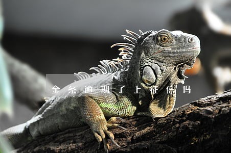 金条逾期了上征信吗 金条逾期了上征信吗