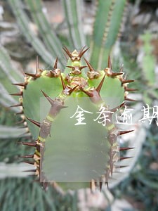 金条逾期了上征信有什么后果