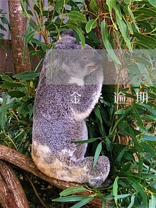 金条逾期了两天影响买房