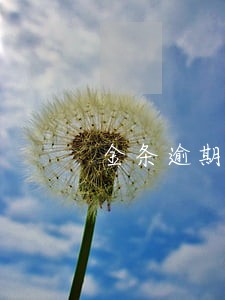 金条逾期了会不会马上上征信 金条逾期了会不会马上上征信