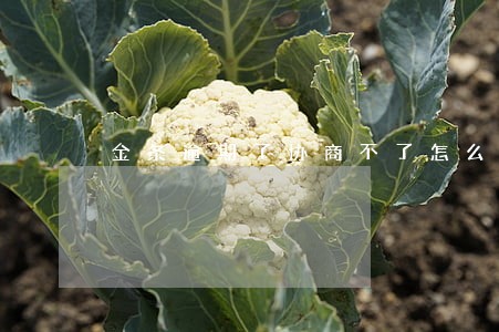 金条逾期了协商不了怎么申诉 金条逾期了协商不了怎么申诉