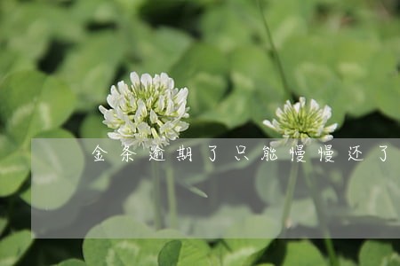 金条逾期了只能慢慢还了 金条逾期了只能慢慢还了