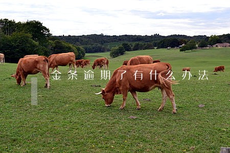 金条逾期了有什么办法 金条逾期了有什么办法