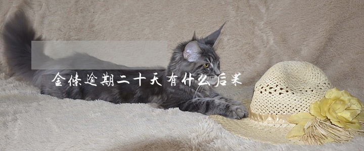 金条逾期二十天有什么后果