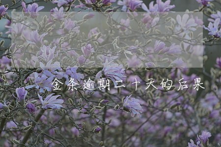 金条逾期二十天的后果 金条逾期二十天的后果