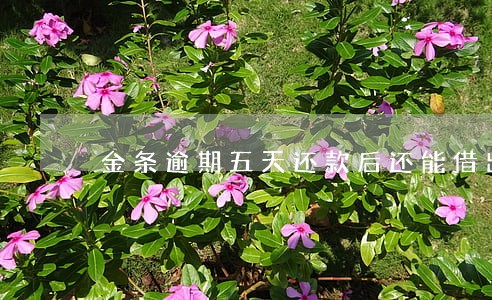金条逾期五天还款后还能借出来吗 金条逾期五天还款后还能借出来吗