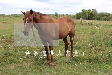 金条逾期人去世了 金条逾期人去世了