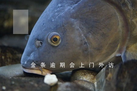 金条逾期会上门外访 金条逾期会上门外访