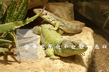 金条逾期会不会影响老公的车贷 金条逾期会不会影响老公的车贷