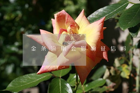 金条逾期会影响征信吗 金条逾期会影响征信吗