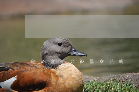 金条逾期会被警察抓吗 金条逾期会被警察抓吗
