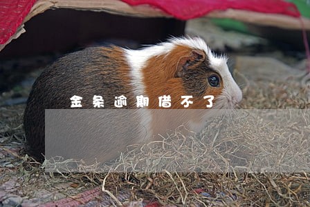 金条逾期借不了
