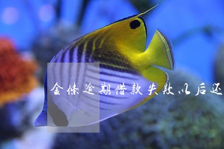 金条逾期借款失败以后还可以借吗 金条逾期借款失败以后还可以借吗