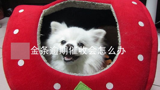 金条逾期催收会怎么办 金条逾期催收会怎么办