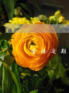 金条逾期免息 金条逾期免息