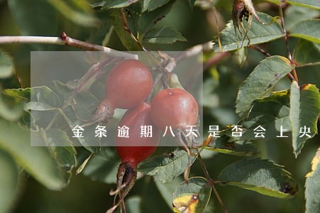 金条逾期八天是否会上央视征信 金条逾期八天是否会上央视征信