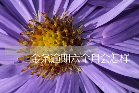 金条逾期六个月会怎样 金条逾期六个月会怎样