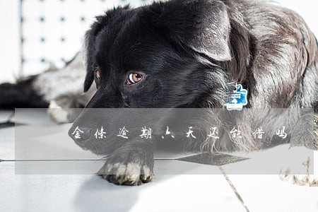 金条逾期六天还能借吗 金条逾期六天还能借吗