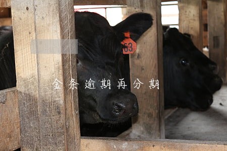金条逾期再分期 金条逾期再分期