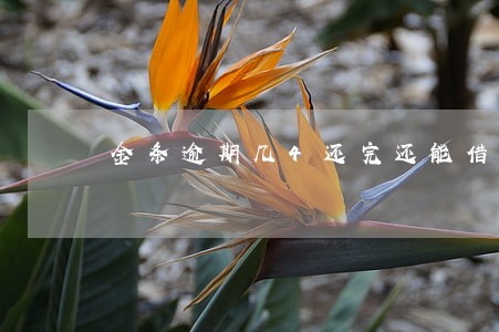 金条逾期几4还完还能借吗 金条逾期几4还完还能借吗