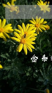 金条逾期几天上征信吗 金条逾期几天上征信吗