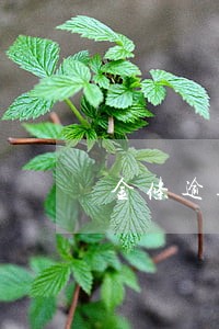 金条逾期几天会让一次性还款 金条逾期几天会让一次性还款