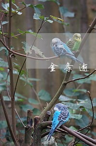 金条逾期几天无法借钱 金条逾期几天无法借钱