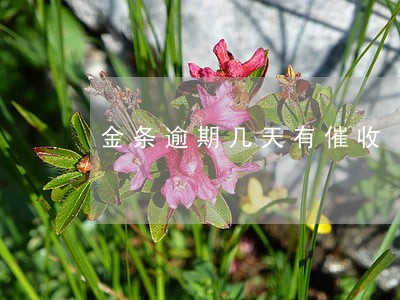 金条逾期几天有催收 金条逾期几天有催收