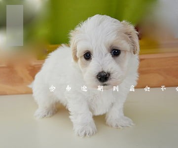 金条逾期到底会不会上门 金条逾期到底会不会上门