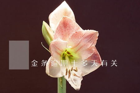 金条逾期十多天有关 金条逾期十多天有关