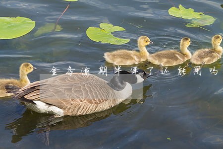 金条逾期半年了还能用吗 金条逾期半年了还能用吗