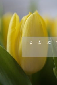 金条逾期去当地进行核实 金条逾期去当地进行核实